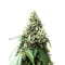 Apple Bloosom Auto Seeds (Humboldt Seed Company)