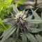 Auto Strawberry Soda Seeds (Dutch Passion)