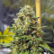 Blue Gelato 41 Seeds - Cannabis Strain Seeds for Sale