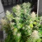 Sementes Feminizadas de Durban Thai x C99 (Brothers Grimm Seeds)