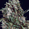 Fire OG Kush (Big Head Seeds)