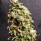 Fuel OG regular (Ripper Seeds)