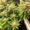 Ice Cream Cake Auto Seeds