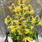 Lavender feminized seeds