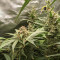 Sementes Feminizadas Monster Bruce Banner Auto (Monster Genetics)