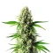Nikki & Swami’s Lemon OG Seeds