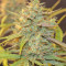 Original Auto Cheese Seeds