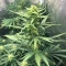 Sementes Feminizadas de Pineapple Muffin Autoflower (Humboldt Seed Company)