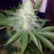 Semi femminizzati Pink Kush