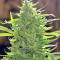 Graines de cannabis Purple Mexican (CannaBioGen)