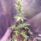 Ruderalis Indica Regular seeds