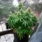 Strawberry Cough Auto Seeds