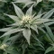 Super OG Kush Seeds