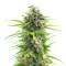 Super OG Kush Seeds