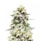 Sweet Amnesia feminized seeds