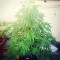White Widow Original feminized seeds