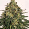 Graines de cannabis Z (Blackskull Seeds)