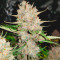 West Coast O.G. Auto Seeds