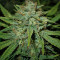 4 Assed Monkey Seeds