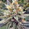 Vanilla Kush feminized seeds (Barney’s Farm)