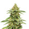 Auto Ghost OG Seeds