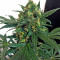 Blue Kush 99 Auto (Xtreme Seeds)