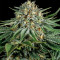 Bubba Kush CBD (Dinafem Seeds)