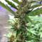 Cookies and Cream Strain