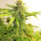 Critical 47 (Positronics Seeds)
