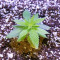 Dogstar Dawg (Big Head Seeds)