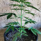 Girl Scout Cookies Auto (Semi Sensibili Originali)