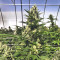 Graines féminisées de Gorilla Cookies (Big Head Seeds)