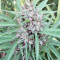 Malawi Breeders Pack regular (Ace Seeds)