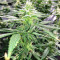 Pakistan Chitral Kush Seeds