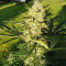 Purple Punch Seeds (Seedstockers)