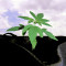 Purple Punch (Big Head Seeds) Cannabis-Samen