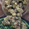 Sherbet Queen strain