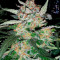 Semi femminizzati Sour Blues Auto