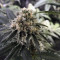 Wedding Gelato feminized seeds