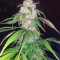 Graines de cannabis Wild Thailand Ryder Auto (World of Seeds)