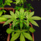 Afghan Kush (Herbies Seeds)