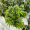 Auto GG#4 Original Glue F1 เมล็ดพันธุ์สตรี (Seedkeepers)