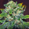 Blue Sherbet S1 strain