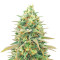 Blueberry Fast Version (Herbies Seeds)