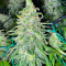 Dozy Whale Feminized Seeds (AlphaFem Seeds)
