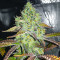 Grand Daddy Purple Fast Version Feminized Seeds (Easy Grow Seeds)