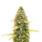 Semillas Feminizadas Kosher Kush 66 Autoflower (EGS)
