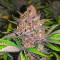 Red Hot Cookies Seeds (Sweet Seeds)