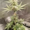 Tangie'matic Seeds