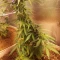 Gorilla Cookies Seeds